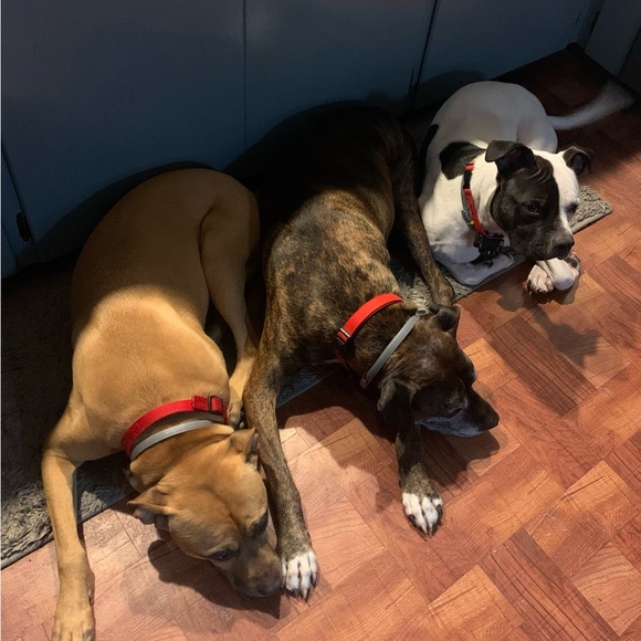 Meet your Posher, Amy - Picture 6 of 8